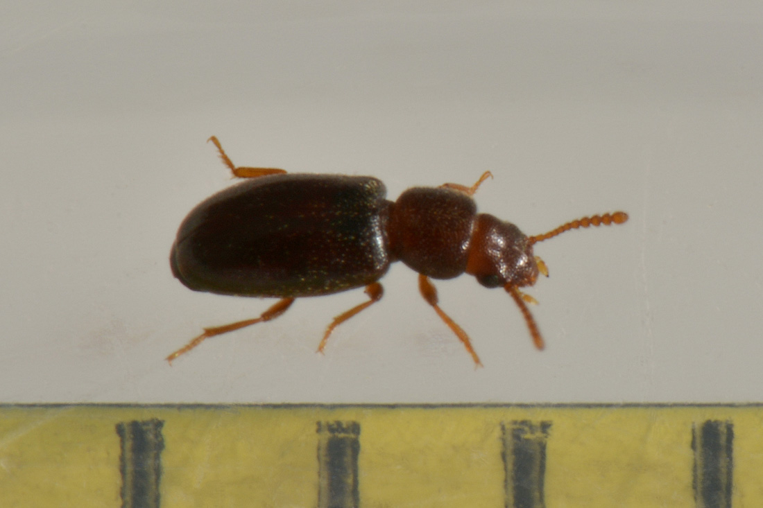 Piccolino in cerca di famiglia:  Myrmechixenus subterraneus (Tenebrionidae)
